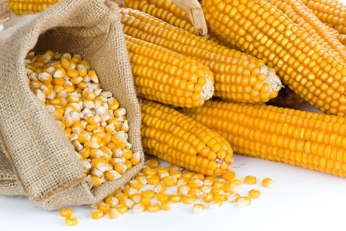 Maize